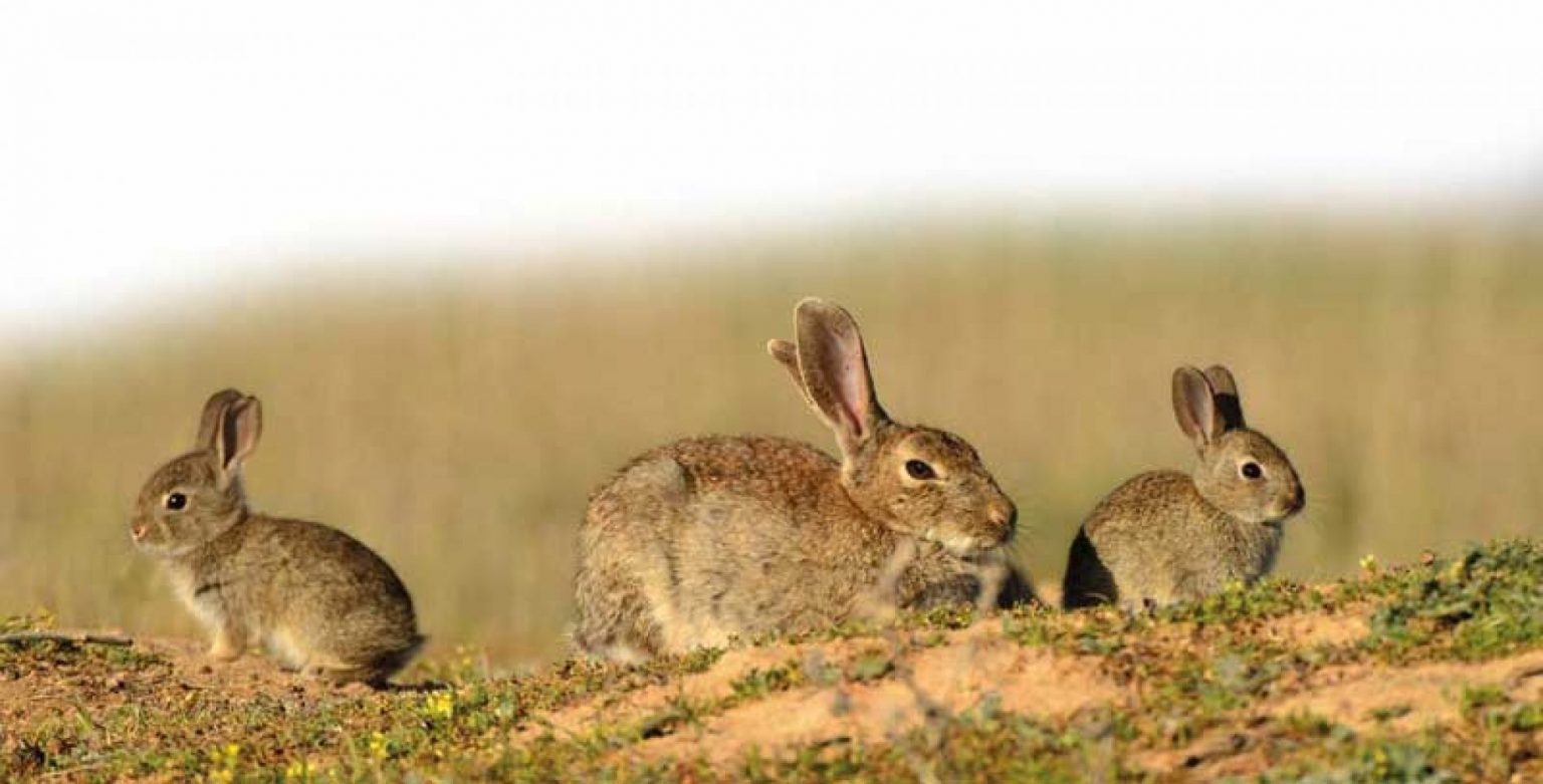 Cotos de Caza en Extremadura La Gran Monteria