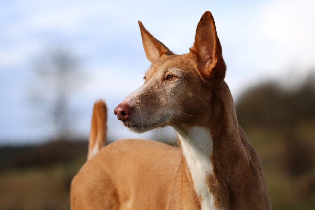 Perros de caza de jabali conoce a los mejores y más preparados La Perros de caza de jabali conoce a los mejores y más preparados La