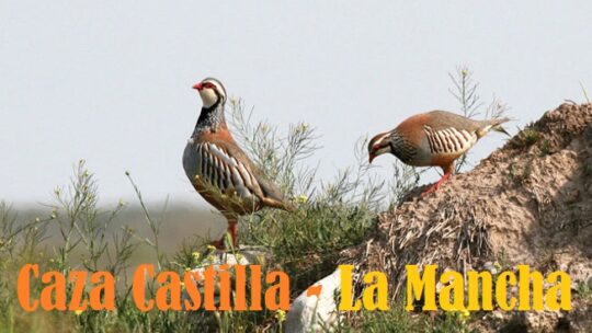 Caza Castilla- La Mancha: los mejores sitios