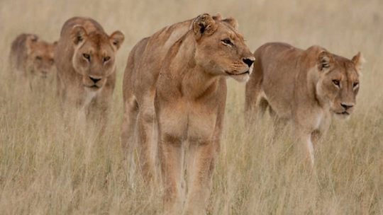 Grandes documentales sobre la caza